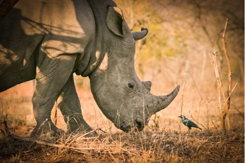 Rhino and bird in Kruger National Park, South Africa