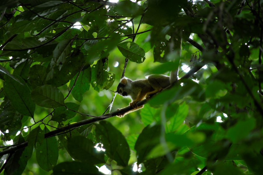 Extend your trip with 3 nights in the Amazon